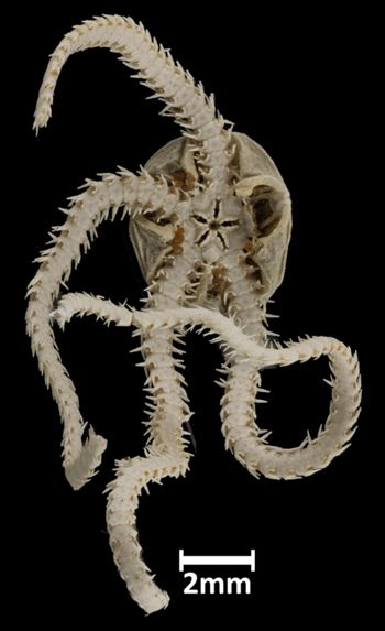 Media type: image;   Invertebrate Zoology OPH-1406 Aspect: ventral